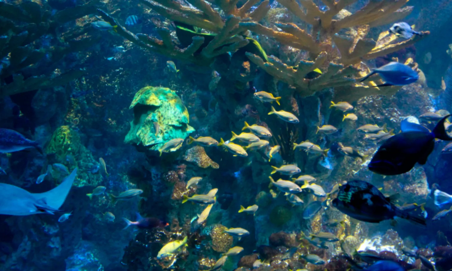 Akuarium tanaman berisi ikan hias di Arus Biru