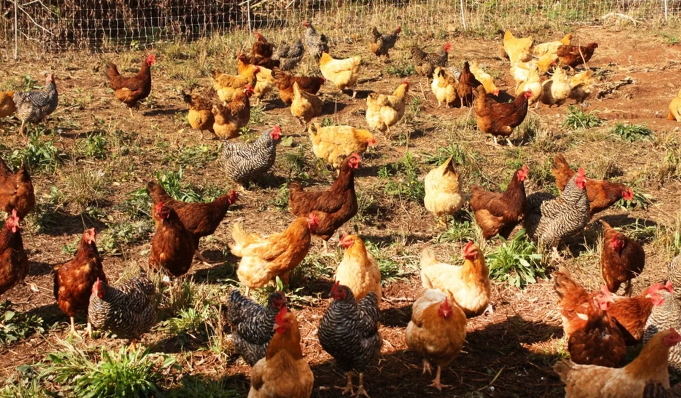 Ayam kampung diumbar di kandang Ternak Barokah